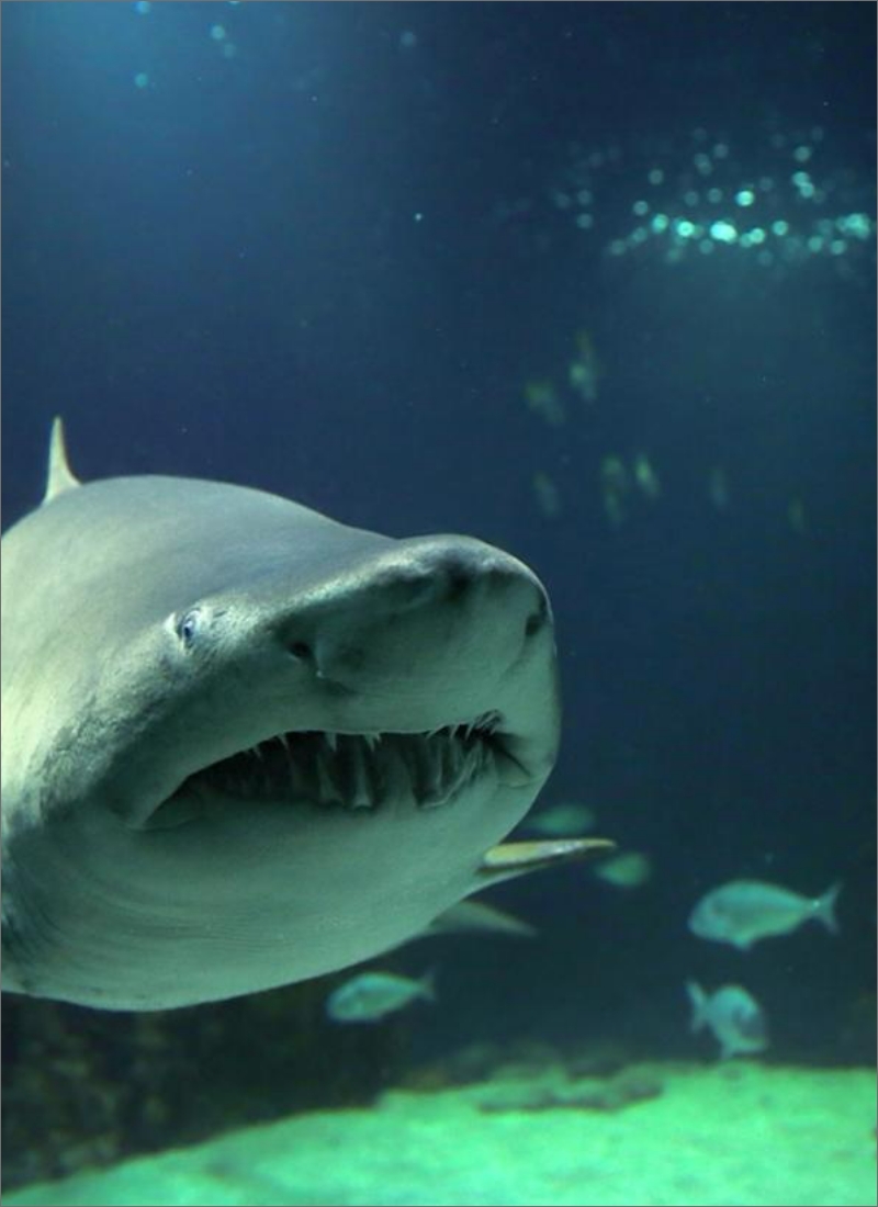 A large shark with its mouth slightly open swims close to the camera, showcasing its sharp teeth. The background is dark blue, with some fish visible in the distance and light filtering through the water above. The scene is from an underwater perspective.